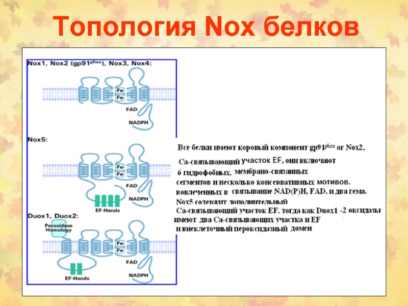 Топология Nox белков